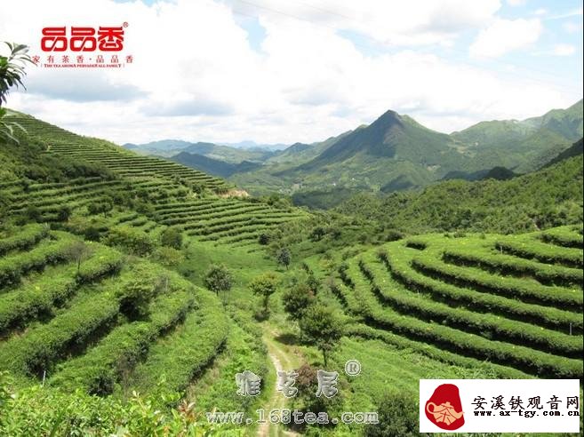 福鼎白茶的生长条件