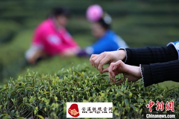 贵州丹寨龙泉镇马寨村“扶贫茶园”，一名村民在采摘茶叶。　黄晓海 摄