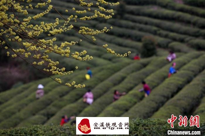 贵州丹寨龙泉镇马寨村“扶贫茶园”，村民在采摘茶叶。　黄晓海 摄