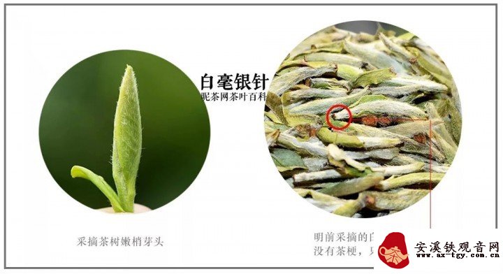 4.白毫银针以大白茶或水仙茶树品种的单芽为原料制成.